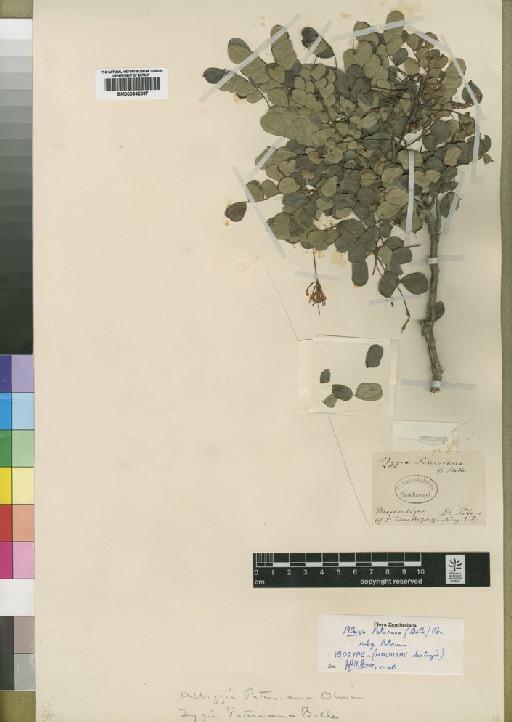 Albizia petersiana (Bolle) Oliv. - BM000842087