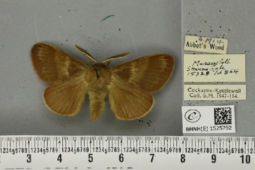 Macrothylacia rubi ab. ferruginea-fasciata Tutt, 1902 - BMNHE_1525792_196398