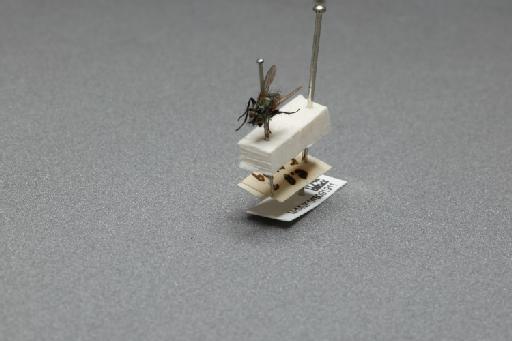 Sarcophaga (Myorhina) nigriventris Meigen, 1826 - 015091911_additional_3