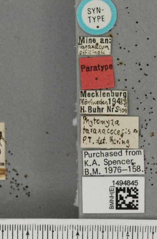 Phytomyza wahlgreni Rydén, 1944 - BMNHE_1494845_label_55567