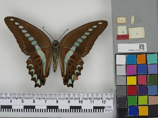 Lepidoptera Linnaeus, 1758 - 014201068 Graphium anthedon