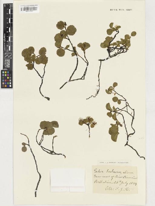 Salix herbacea L. - BM001130001