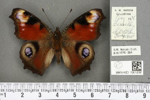 Aglais io (Linnaeus, 1758) - BMNHE_1061202_21718