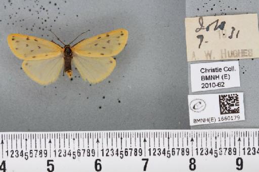 Setina irrorella (Linnaeus, 1758) - BMNHE_1660179_290550