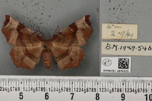 Selenia tetralunaria ab. nigrescens Cockayne, 1949 - BMNHE_1876925_a_449365