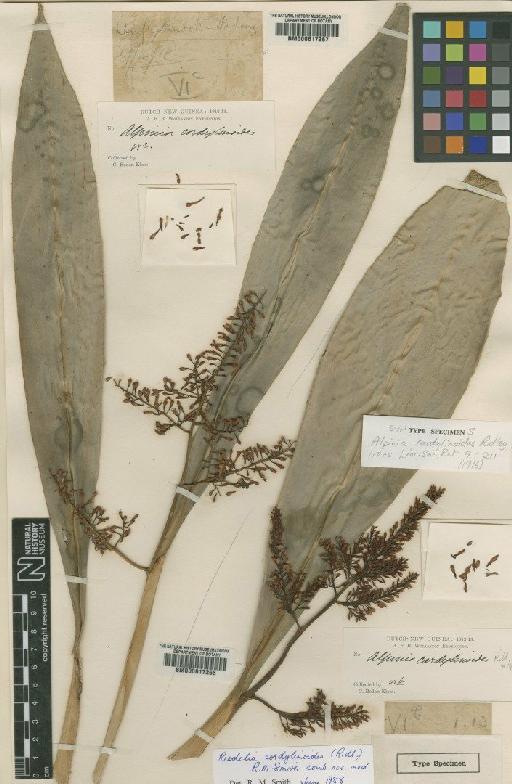 Riedelia cordylinoides (Ridl.) R.M.Sm. - BM000617266