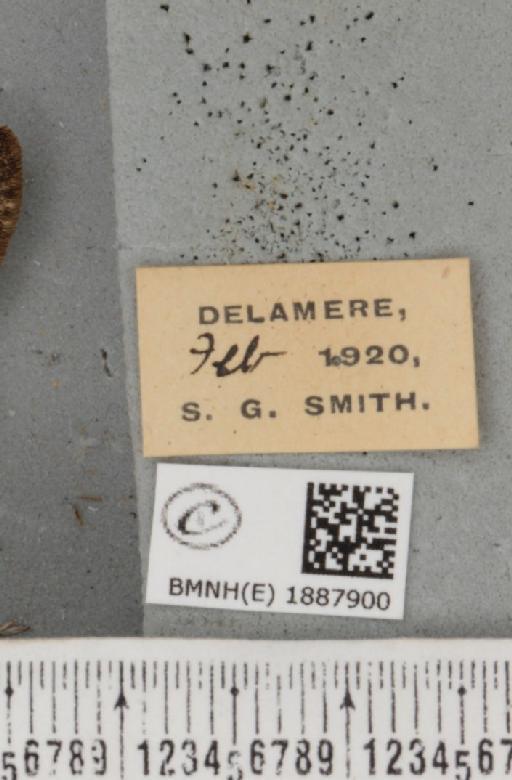 Apocheima hispidaria (Denis & Schiffermüller, 1775) - BMNHE_1887900_label_455265