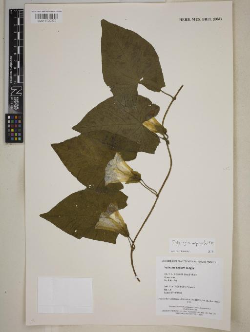 Calystegia sepium (L.) R.Br. - BM013720230