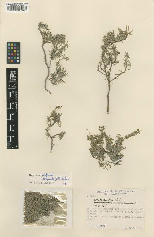 Hypericum aciferum (Greuter) N.Robson - BM000078253