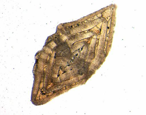 Nummulites thalicus Davies, 1927 - P38691_Nummulites_thalicus_4_ax_5.0.jpg