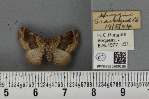 Xanthorhoe ferrugata (Clerck, 1759) - BMNHE_1609198_311210