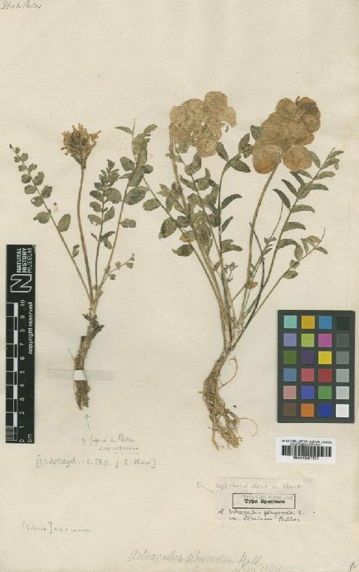 Astragalus physodes var. altaicus Pall. - BM000997401