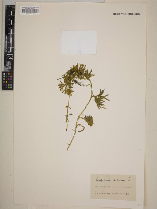 Lycopodium alpinum L. - 000995726