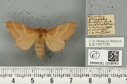 Malacosoma neustria (Linnaeus, 1758) - BMNHE_1518743_189864