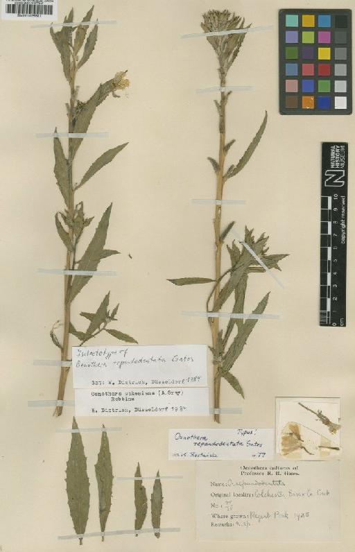 Oenothera repandodentata Gates - BM001025691