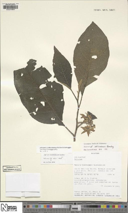 Solanum altissimum Benitez - BM000795333