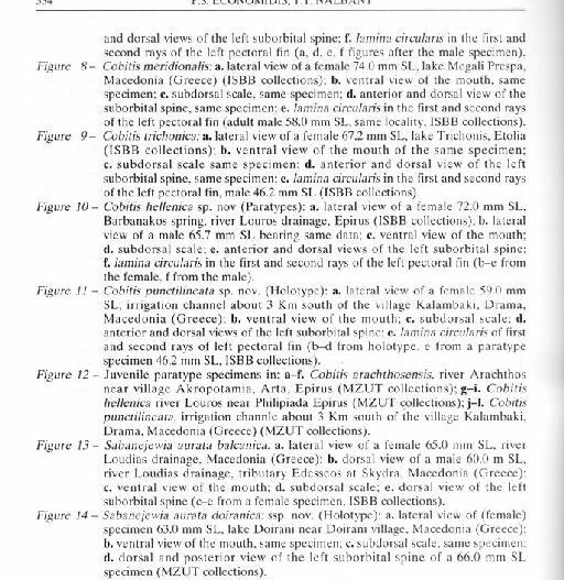 Cobitis arachthosensis Economidis & Nalbant, 1996 - Cobitis arachthosensis