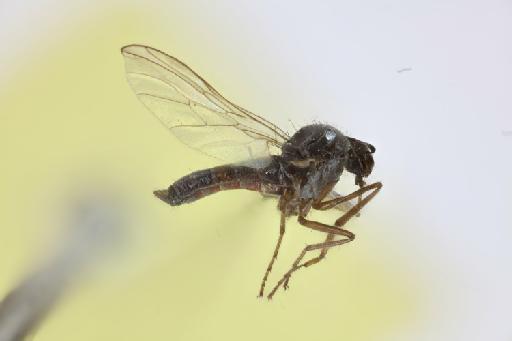 Rhamphomyia caeca Collin, 1933 - NHMUK013700191_Rhamphomyia_caeca_ST_wholebody_lateral.jpg