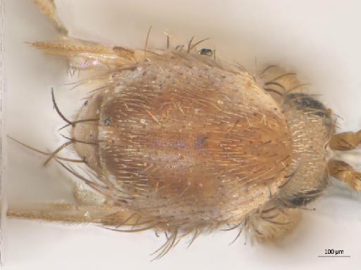 Mycetophila (Abmyceta) uaicensis Lane, 1955 - 010626626_Mycetophila_Abmyceta_uaicensis_HT_BMNH257005_thorax_d