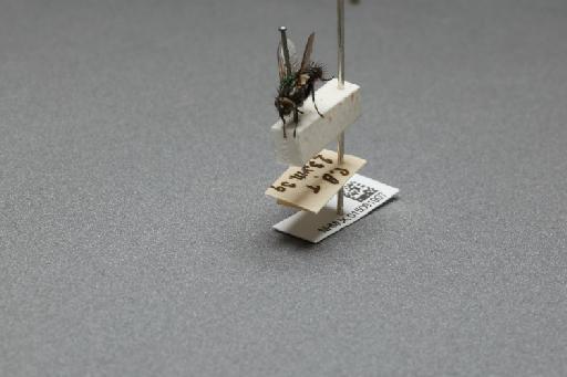 Sarcophaga (Myorhina) nigriventris Meigen, 1826 - 015091907_additional_3