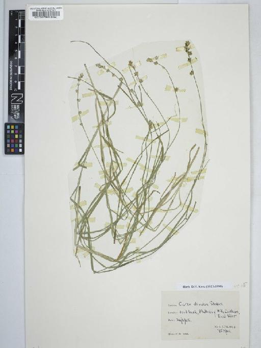 Carex divulsa Stokes - BM000567860C