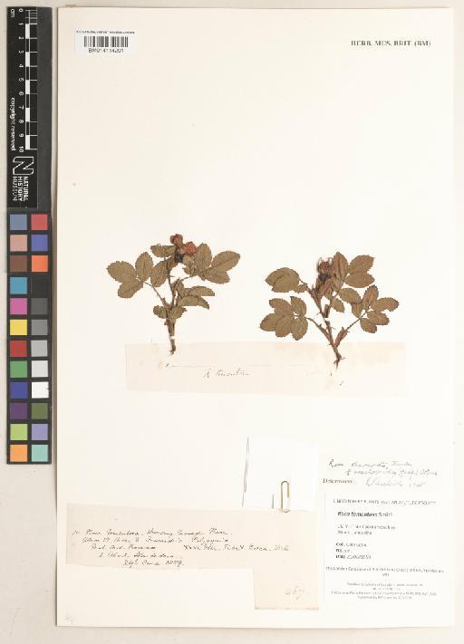 Rosa tomentosa Sm. - 014114201