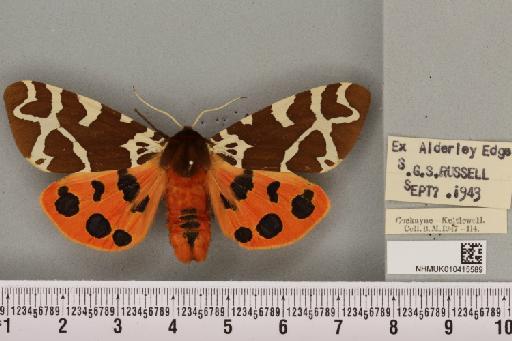 Arctia caja (Linnaeus, 1758) - NHMUK_010415589_519749