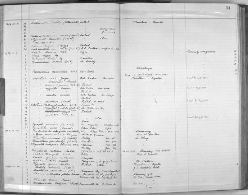 Luidia quinaria von Martens, 1865 - Zoology Accessions Register: Echinodermata: 1935 - 1984: page 84