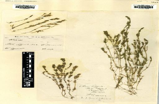 Chara baltica var. affinis H.Groves & J.Groves - BM000771942