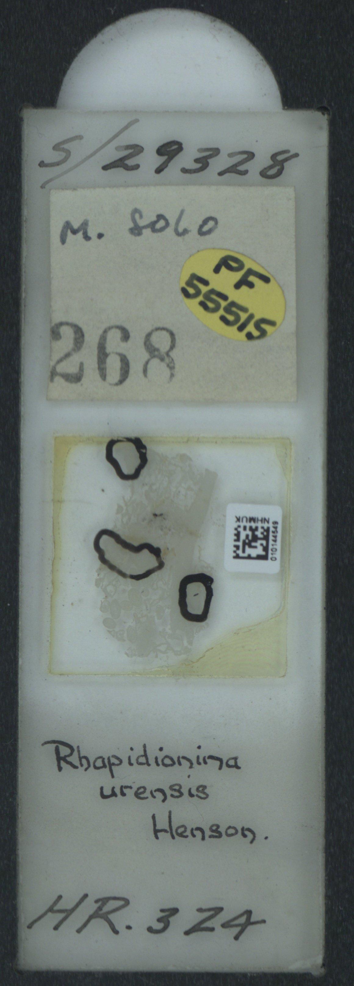 To NHMUK collection (Rhapydionina urensis Henson,; NHMUK:ecatalogue:2033694)