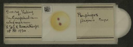 Pemphigus filaginis Fonscolombe, 1841 - 010125815_112912_1095555