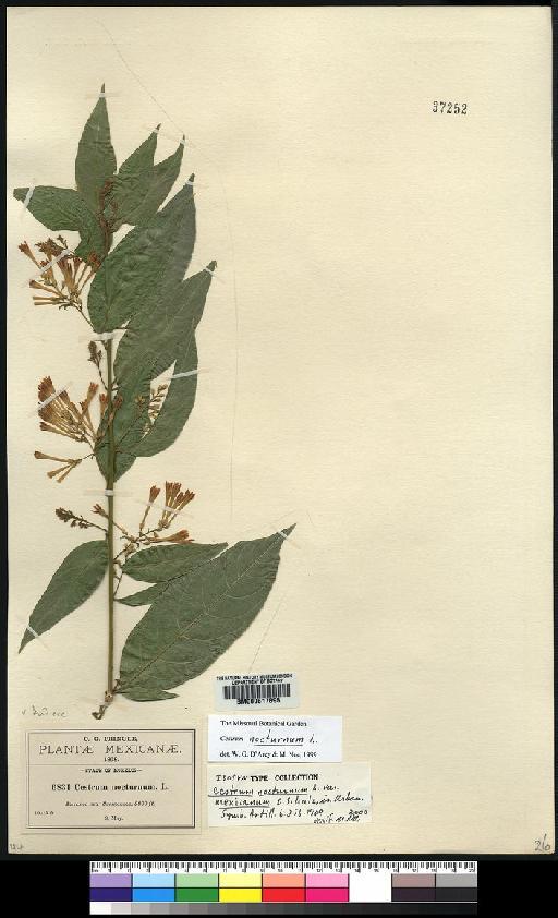 Cestrum nocturnum L. - Spruce - BM000617895