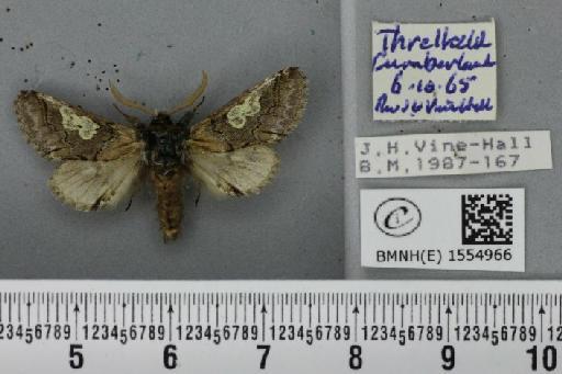 Diloba caeruleocephala (Linnaeus, 1758) - BMNHE_1554966_259253