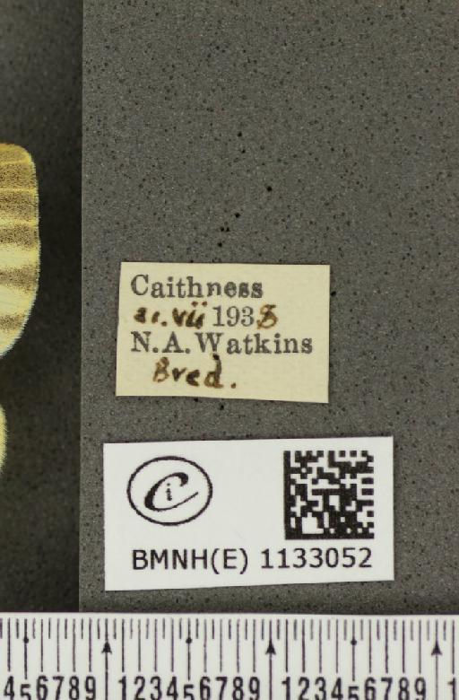 Pieris napi thompsoni ab. confluens Schima, 1910 - BMNHE_1133052_label_89609