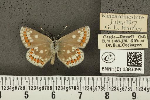 Aricia artaxerxes artaxerxes (Fabricius, 1793) - BMNHE_1383099_179090