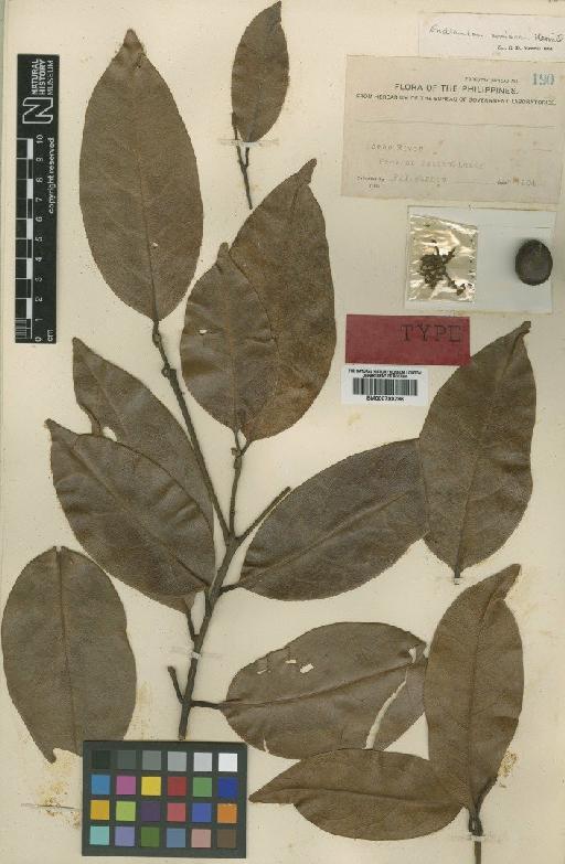 Endiandra coriacea Merr. - BM000799296