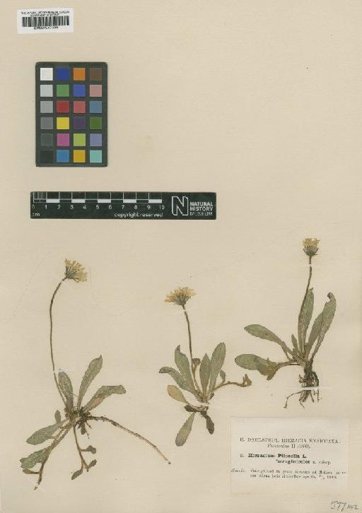 Hieracium pilosella subsp. aeruginicolor Dahlst. - BM001047339