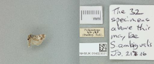 Eudonia lacustrata (Panzer, 1804) - 014023531_151438_1083341
