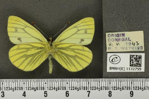 Pieris napi britannica Müller & Kautz, 1939 - BMNHE_1132759_87805