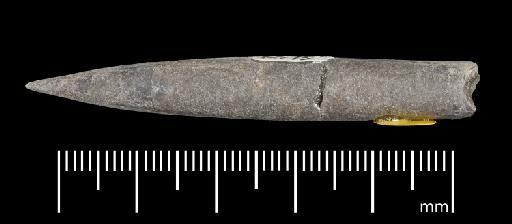 Simpsonibelus expansus (Simpson) - PI CC 1558 - belemnite