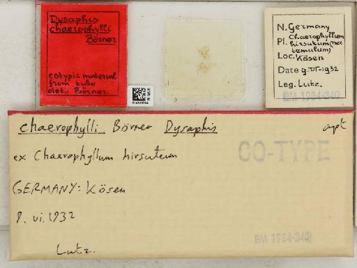 Dysaphis chaerophylli Börner, 1940 - 014883764_112611_1094075_157717_Type