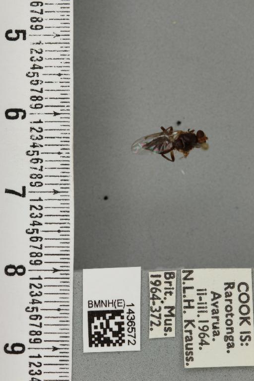 Bactrocera (Bactrocera) melanota (Coquillett, 1909) - BMNHE_1436572_30672