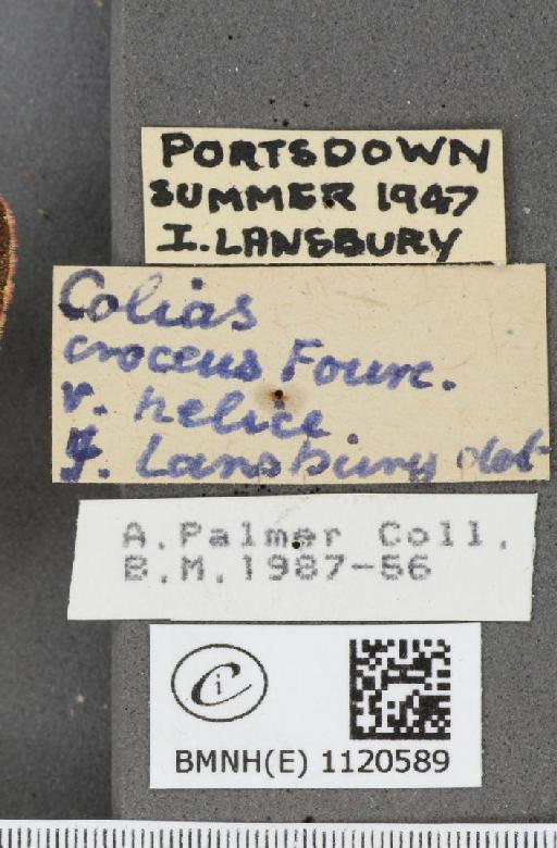 Colias croceus f. helice Hübner, 1779 - BMNHE_1120589_label_76389