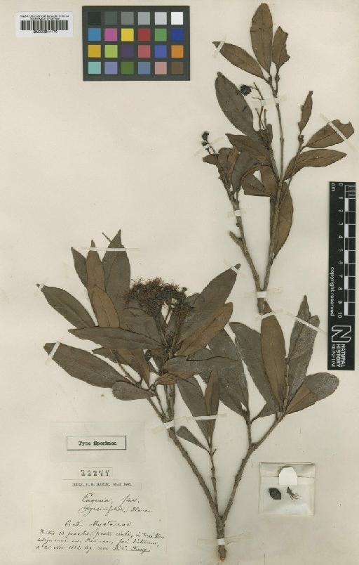 Eugenia myrsinifolia Hance - BM000944170