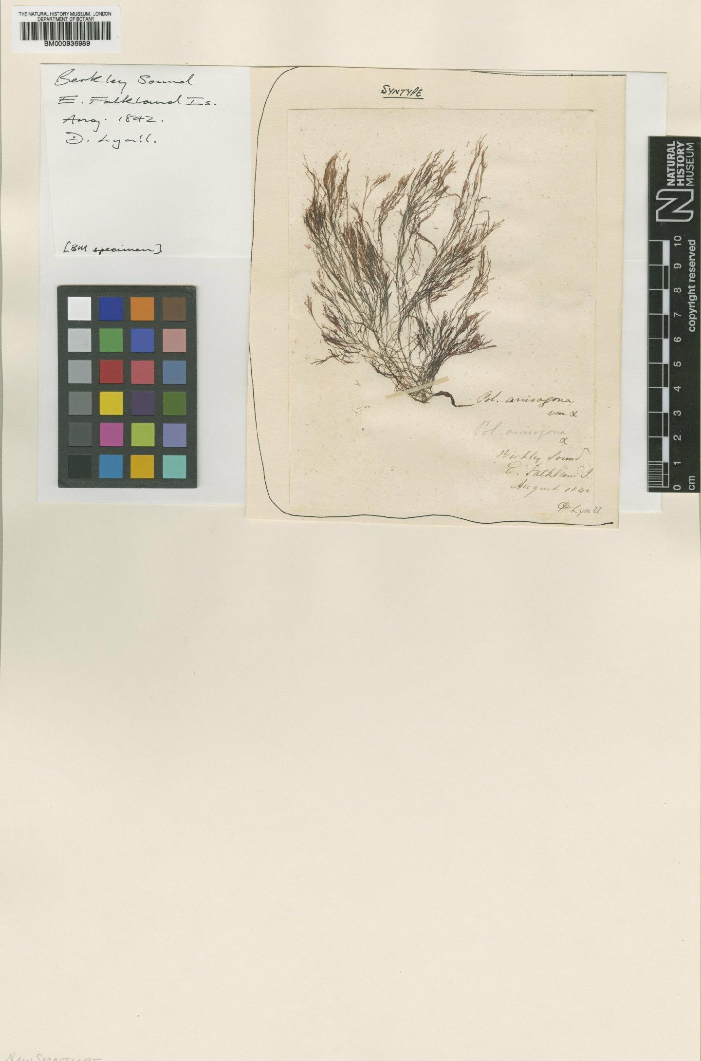 To NHMUK collection (Polysiphonia anisogona Hook.f. & Harv.; Syntype; NHMUK:ecatalogue:465246)