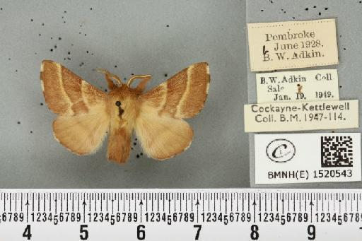 Malacosoma neustria ab. cervina-virgata Tutt, 1900 - BMNHE_1520543_190310