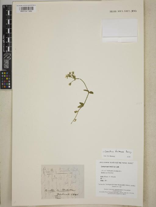 Cerastium fontanum Baumg. - BM013411882