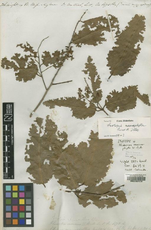 Scolopia macrophylla (Wight & Arn.) Clos - BM000624070