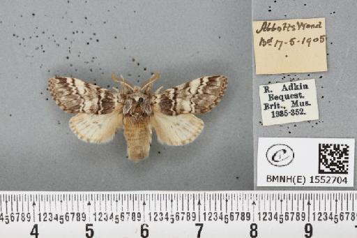 Drymonia ruficornis (Hufnagel, 1766) - BMNHE_1552704_243425