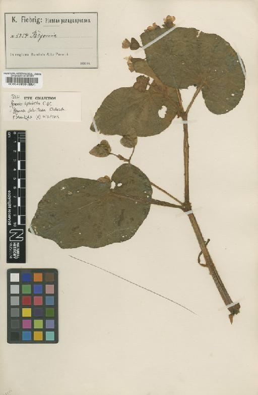 Begonia subvillosa Klotzsch - BM000548899